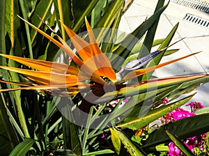 Wild orange flower