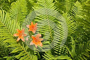 Wild orange lily among ferns.