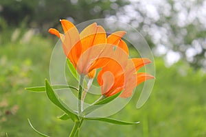 Wild orange lily lin the field