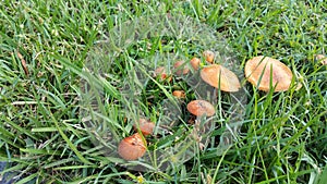 Wild Orange Mushrooms