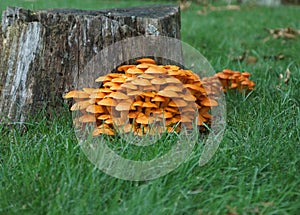 Wild Orange Mushrooms