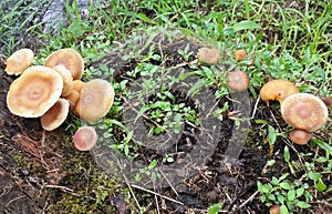 Wild orange mushrooms look beautiful growing on the ground with green grass