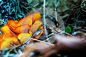 Orange wild Mushrooms