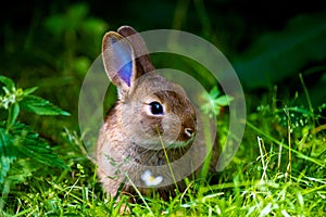 A wild orange Rabbit bunny with big ears in a fresh green forest (Spring baby rabbit or Easter rabbit