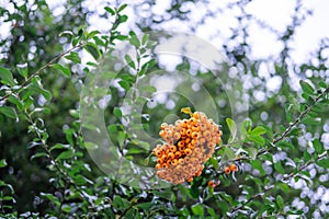 Wild orange round fruit with the shape of berries hanging on a tree on a London street, United Kingdom