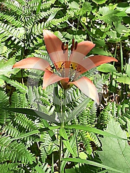 Wild orange tiger lily with green ferns