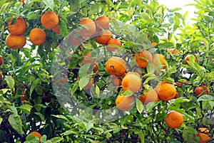 Wild orange tree