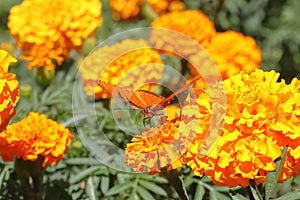 Wild orange-winged butterfly on  yellow flowers XVIII