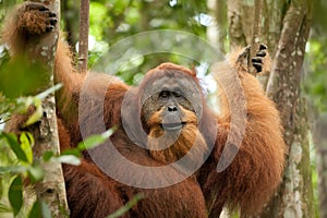 Wild orangutan