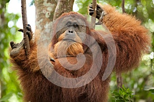 Wild orangutan photo