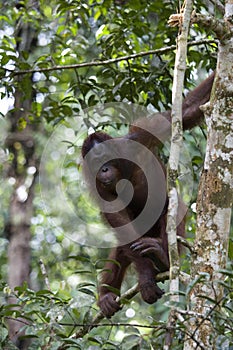 Wild orangutan, Borneo