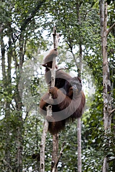 Wild orangutan, Borneo photo
