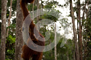 Wild Orangutan in Borneo forest.