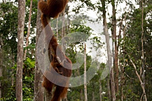 Wild Orangutan in Borneo forest.