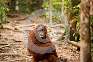 Wild Orangutan in Borneo forest.