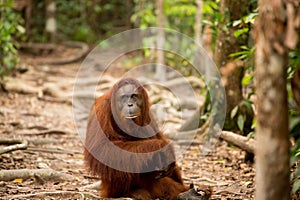 Wild Orangutan in Borneo forest.