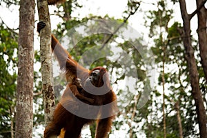 Wild Orangutan in Borneo forest.