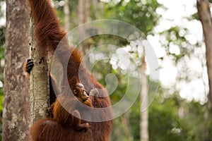 Wild Orangutan in Borneo forest.
