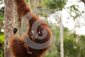 Wild Orangutan in Borneo forest.