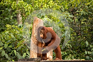 Wild Orangutan in Borneo forest.