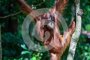 Wild orangutan in rainforest of Borneo, Malaysia. Orangutan monkey in nature