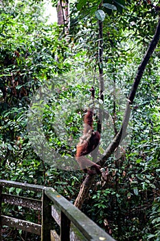 Wild orangutang in Sepilok nature reserve in Sabah, Borneo, Malaysia