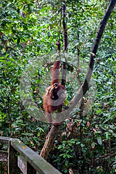 Wild orangutang in Sepilok nature reserve in Sabah, Borneo, Malaysia
