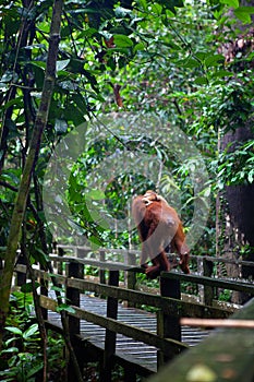 Wild orangutang in Sepilok nature reserve in Sabah, Borneo, Malaysia