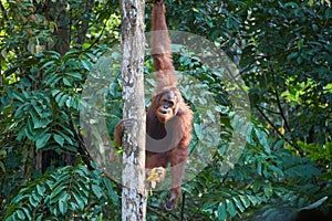 Wild Orangutans in Sarawak Province, Malaysian Borneo