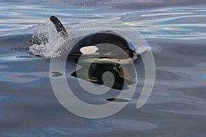 Wild orca, Atlantic Ocean