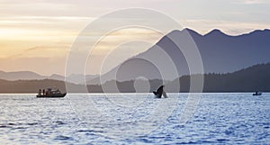 Wild Orca Breach Sunset Mountains Tofino British Columbia photo