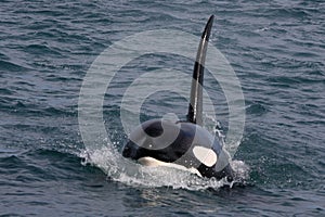 Wild orca male, Westmen Isles, Iceland