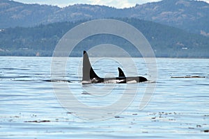 Wild Orcas 5