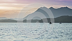 Wild Orcas Breach Swim with Sunset Mountains Tofino British Columbia