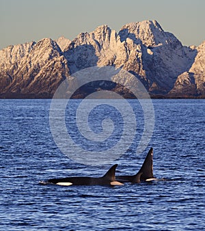 Wild orcas, Vestfjord, Lofoten, Norway photo
