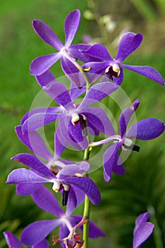 Wild Orchid.