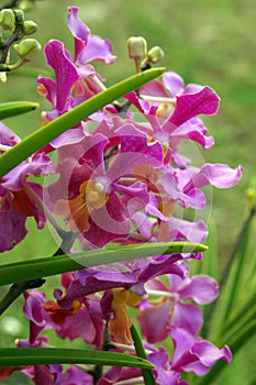 Wild Orchid.