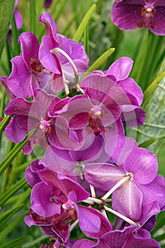 Wild Orchid.