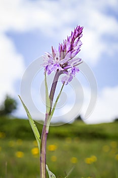 Wild orchid