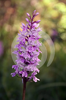 Wild orchid