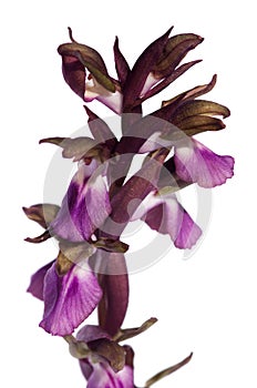 Wild orchid Anacamptis collina flowers detail over white photo