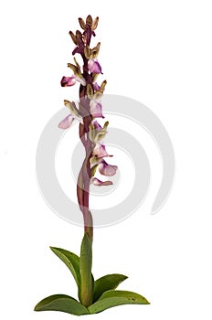Wild orchid Anacamptis collina full plant over white