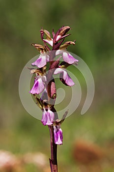 Wild orchid Anacamptis collina inflorescence photo