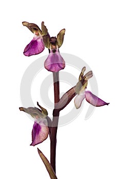 Wild orchid Anacamptis collina inflorescence over white photo