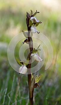 Wild orchid Anacamptis collina light flowers inflorescence