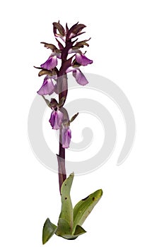 Wild orchid Anacamptis collina over white photo