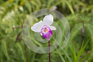 Wild Orchid (Bamboo Orchid)