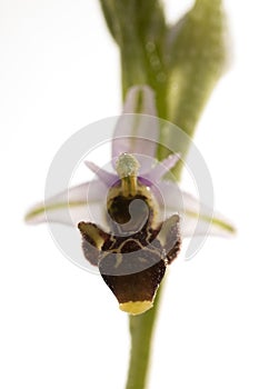 Wild orchid from, Bee orchids, Ophrys scolopax, white background