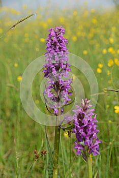 Wild orchid blooms in meadow
