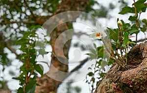 Wild orchid on the branch tree